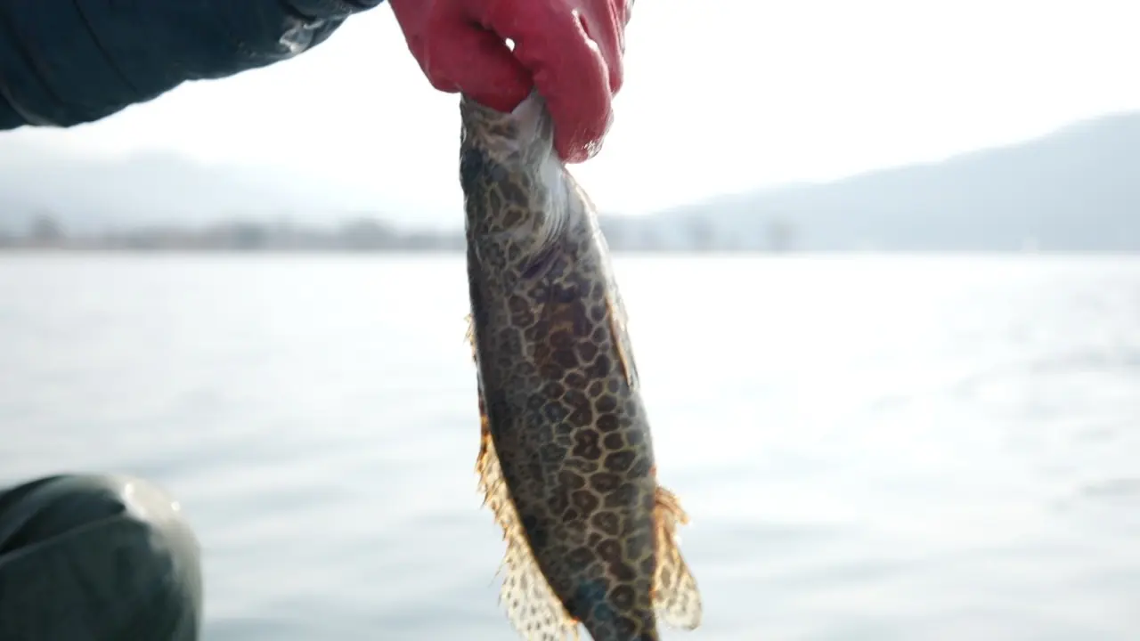 한강에서 갓 건져 올린 쏘가리