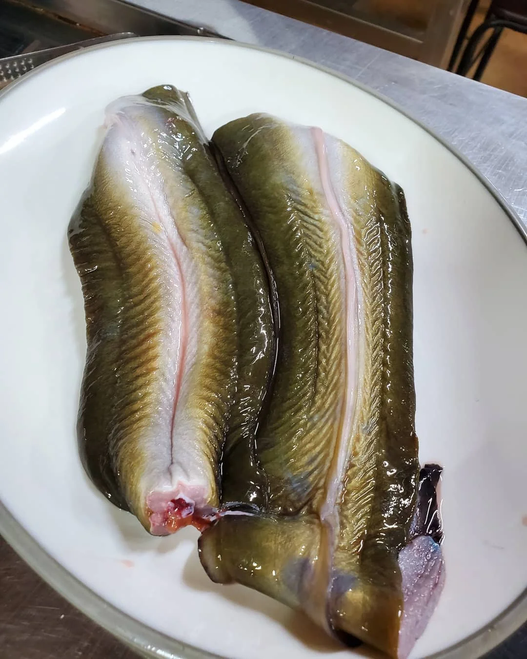 민물 장어